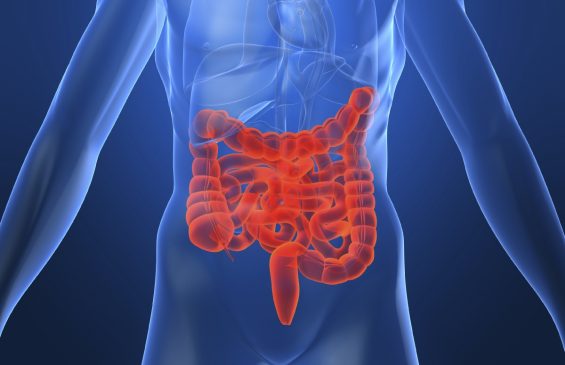 red and blue graphic showing internal bowel through body