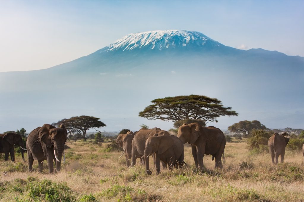 A snow capped Mount Kilimanjaro in the background. Herd of elephants and trees in the foreground